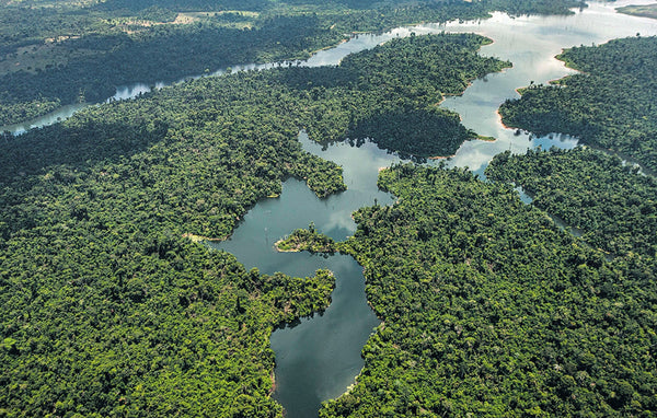 Fósseis dos primeiros dinossauros podem estar escondidos sob a Amazônia
