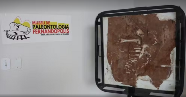 Fóssil de crocodilo pré-histórico de 80 milhões de anos é exposto em museu no interior de SP