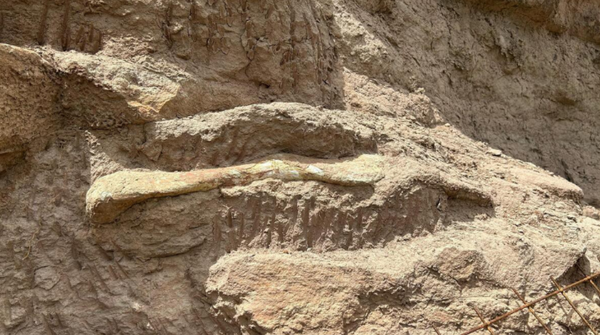 Fósseis de dinossauro foram encontrados na BR-050 em Uberaba (MG)