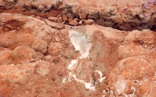 Descoberta de fóssil que deu origem ao Museu de Paleontologia de Monte Alto, SP, completa 40 anos