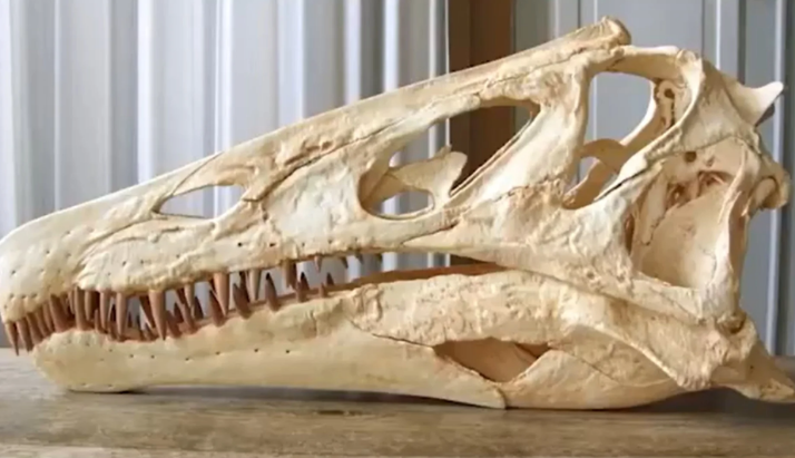 Pesquisadores pedem devolução de fóssil de dinossauro brasileiro contrabandeado para Alemanha
