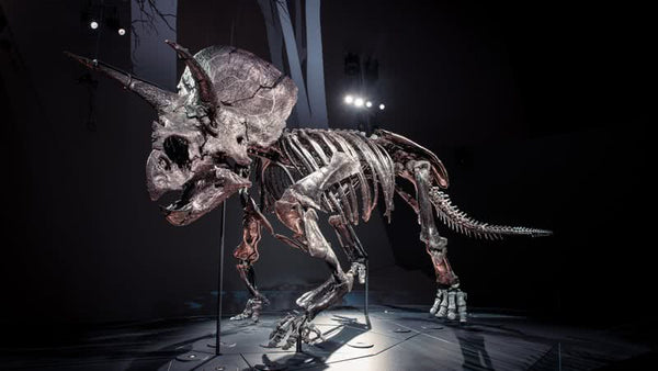 Horridus: Conheça um dos fósseis de dinossauro mais impressionantes da História