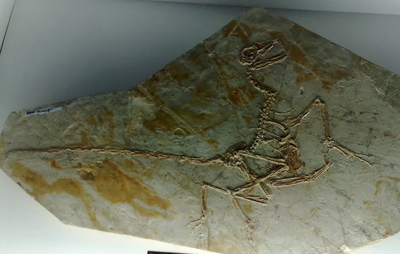Fóssil encontrado na China preserva camada de penas de ave do Cretáceo