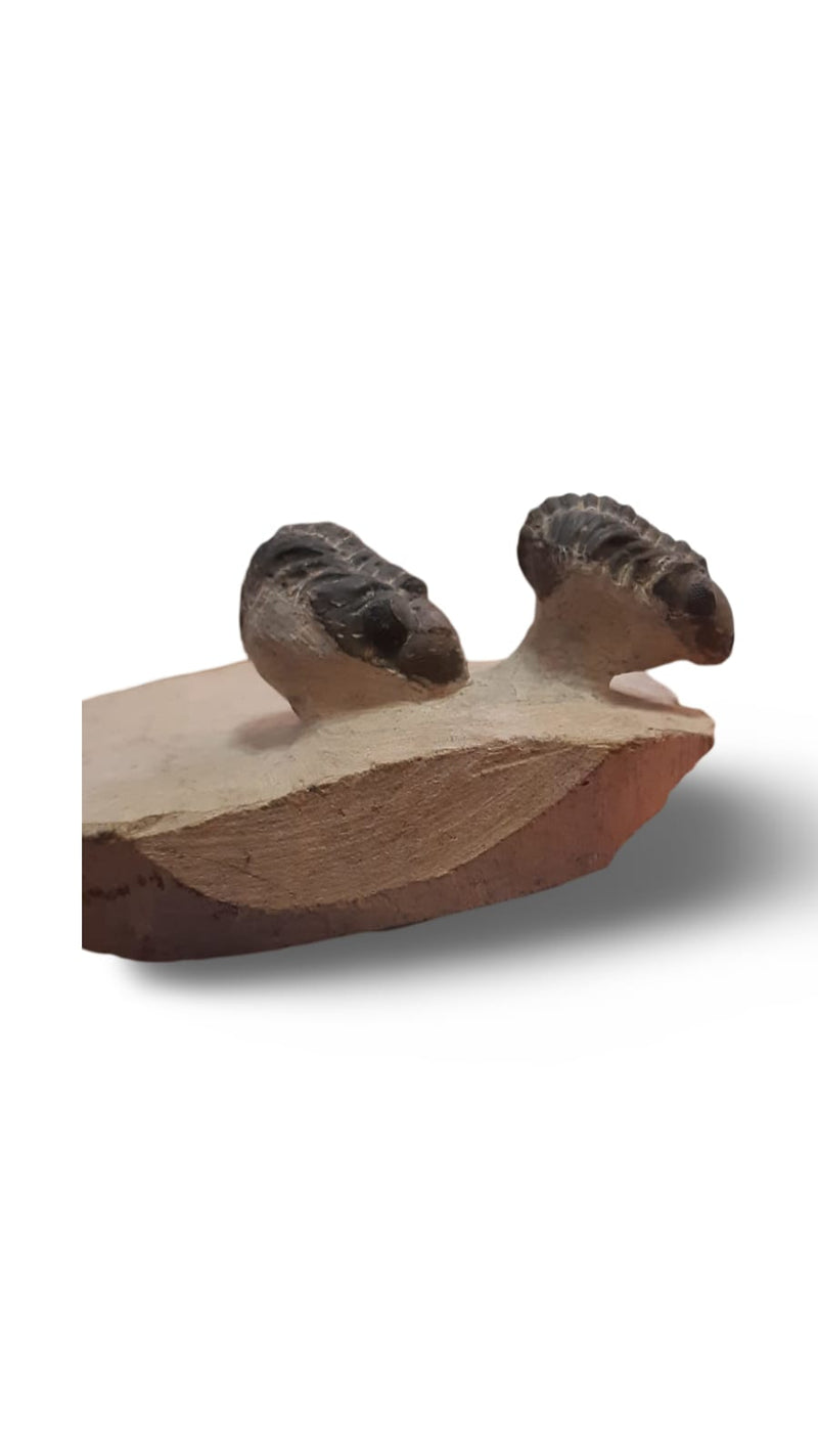 Trilobitas Reedops sp. (2 Exemplares na Mesma Matriz) – Devoniano, Marrocos