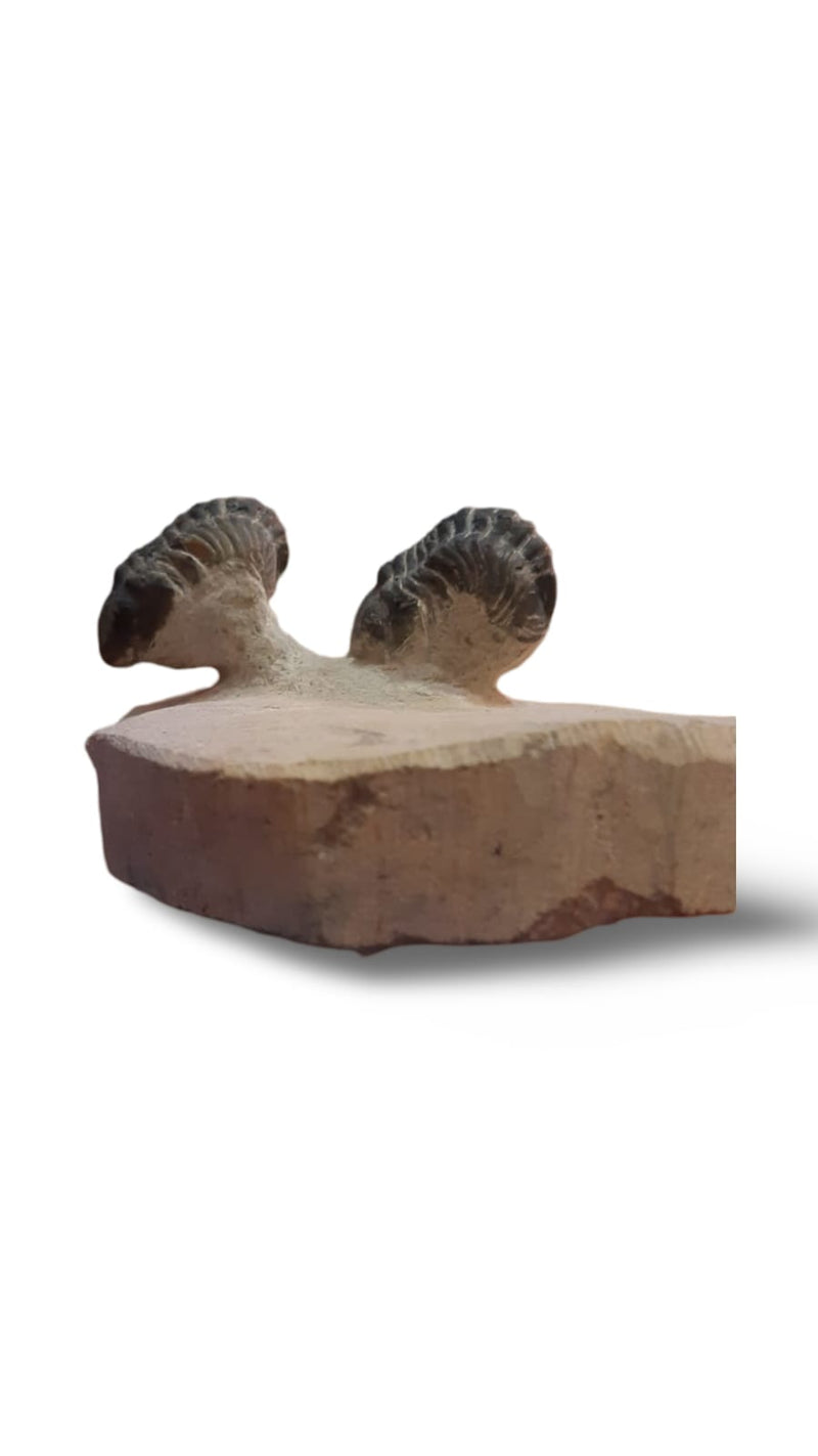 Trilobitas Reedops sp. (2 Exemplares na Mesma Matriz) – Devoniano, Marrocos