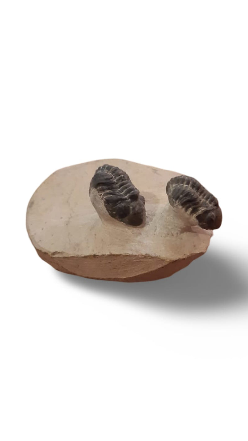 Trilobitas Reedops sp. (2 Exemplares na Mesma Matriz) – Devoniano, Marrocos