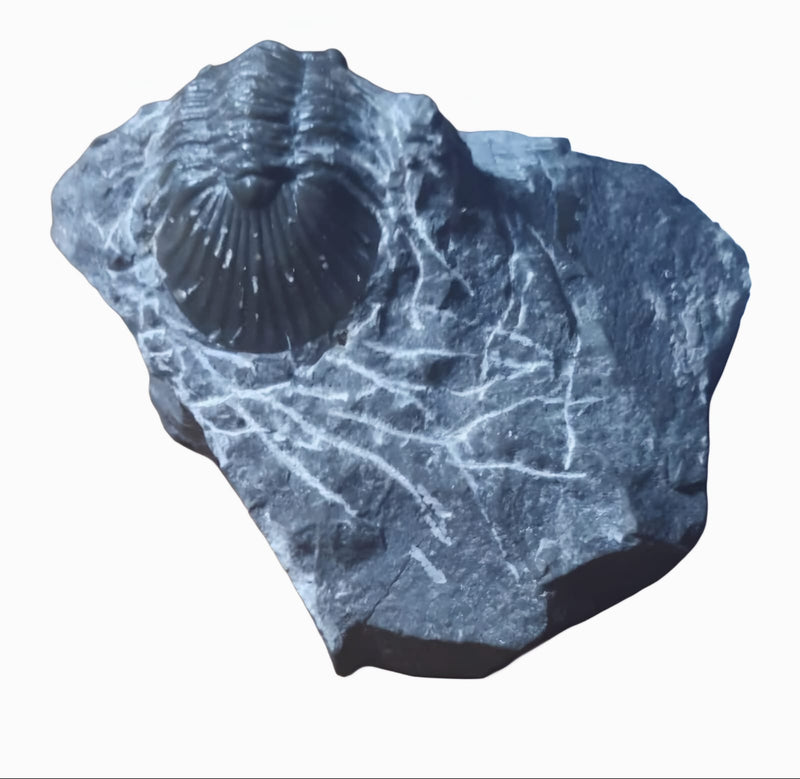 Trilobita Platyscutellum sp. – Fóssil Devoniano Autêntico do Marrocos