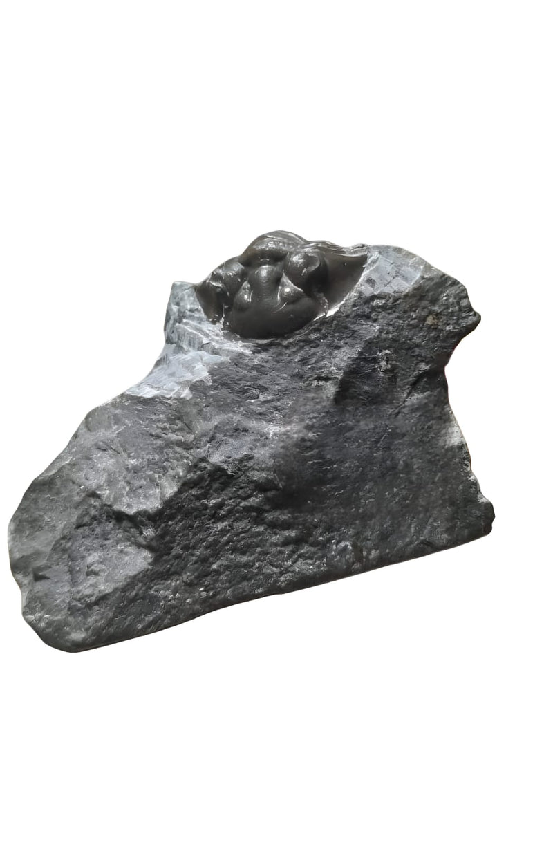 Trilobita Platyscutellum sp. – Fóssil Devoniano Autêntico do Marrocos