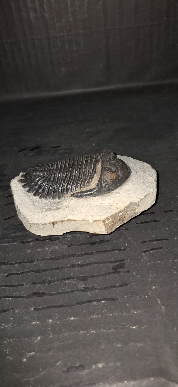 Hollardops mesocristata