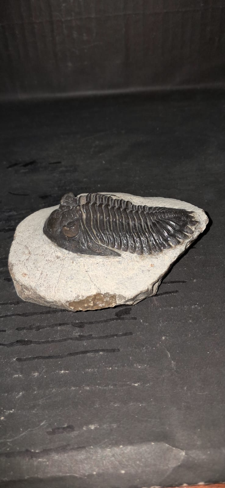 Hollardops mesocristata