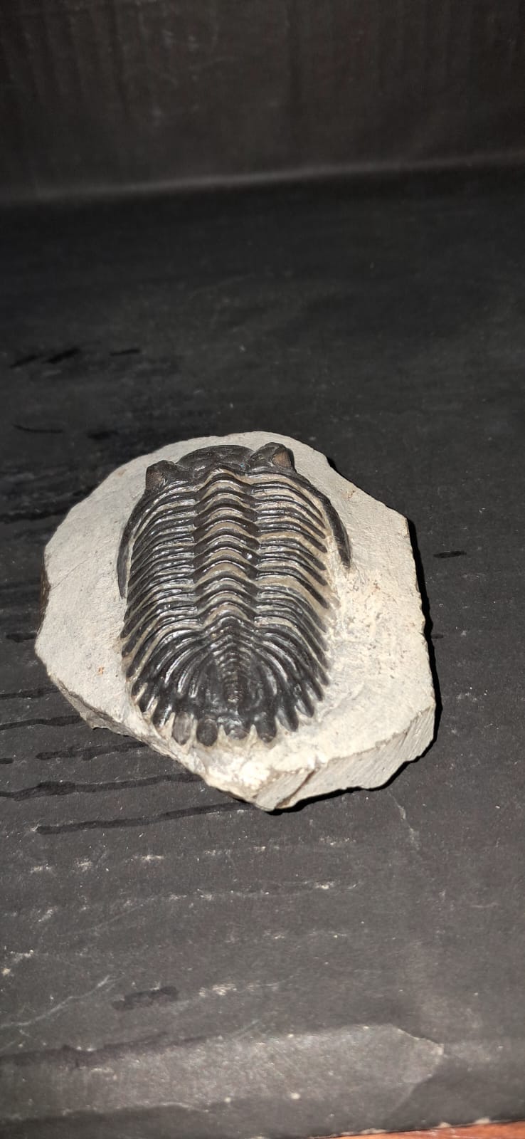 Hollardops mesocristata
