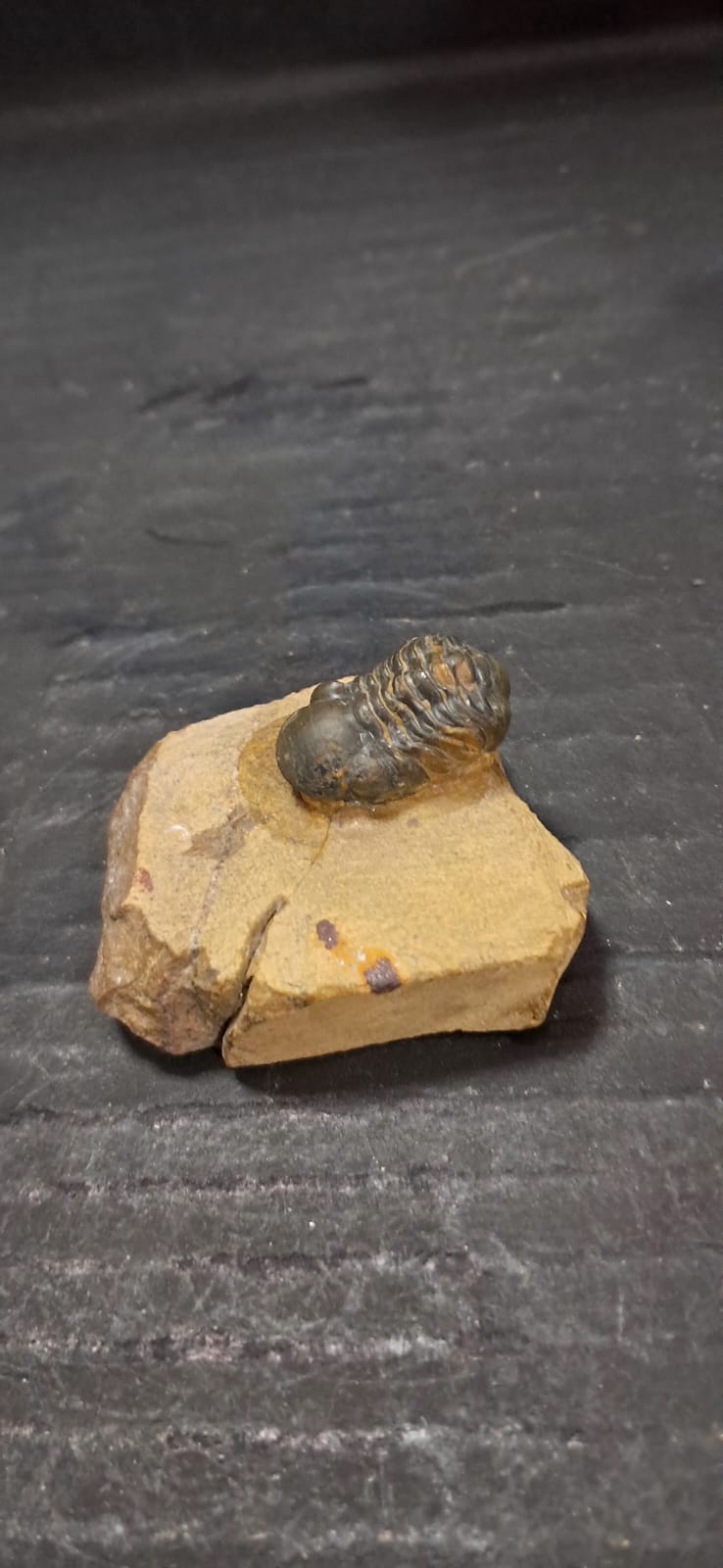 Reedops pembertoni