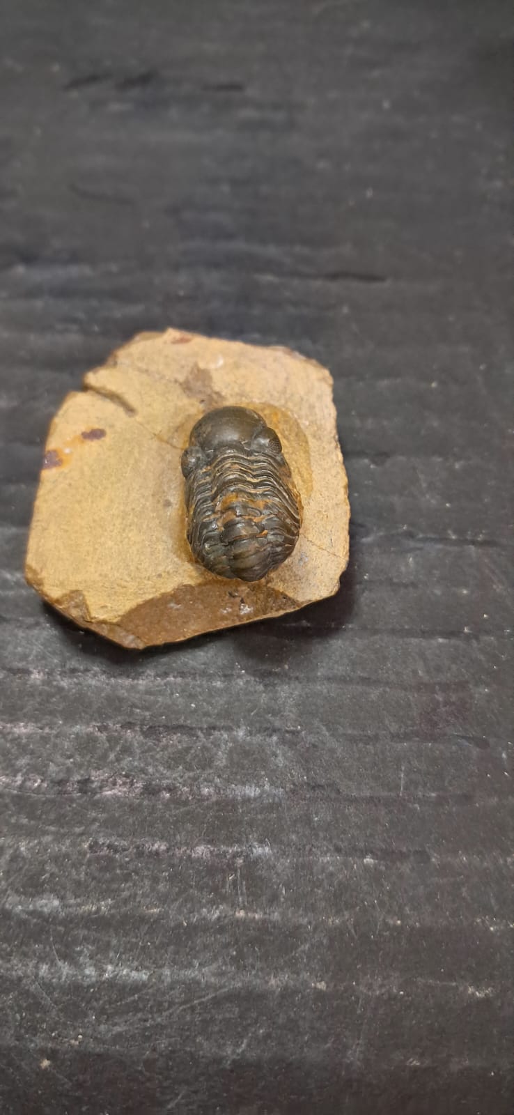 Reedops pembertoni