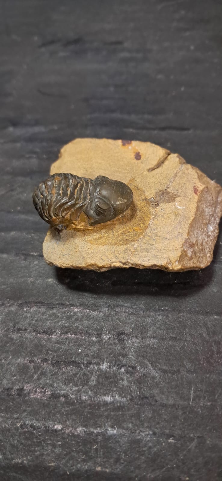 Reedops pembertoni