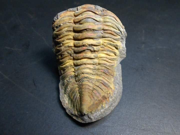 Wolfartaspis cornutus