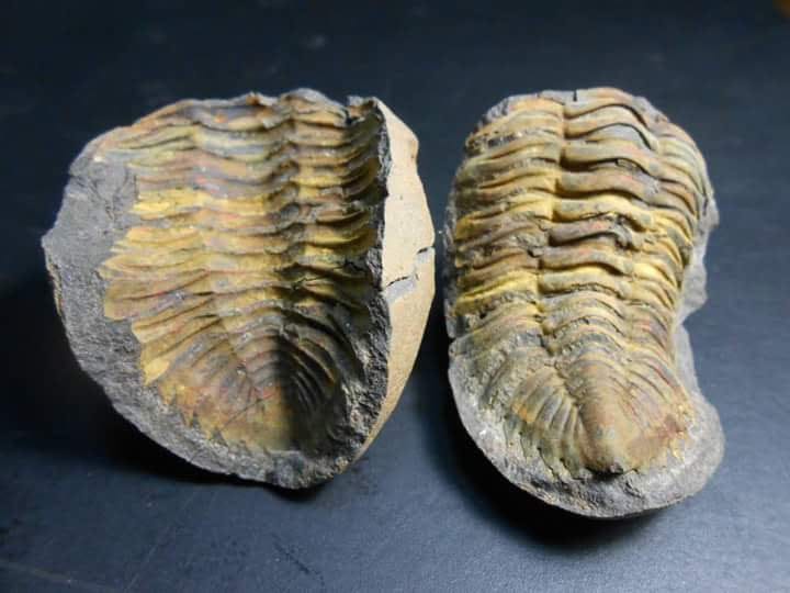 Wolfartaspis cornutus
