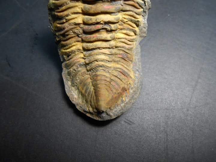 Wolfartaspis cornutus