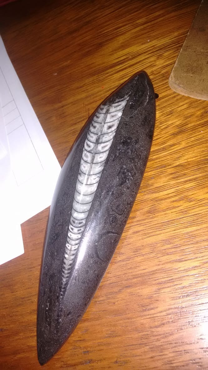 Orthoceras