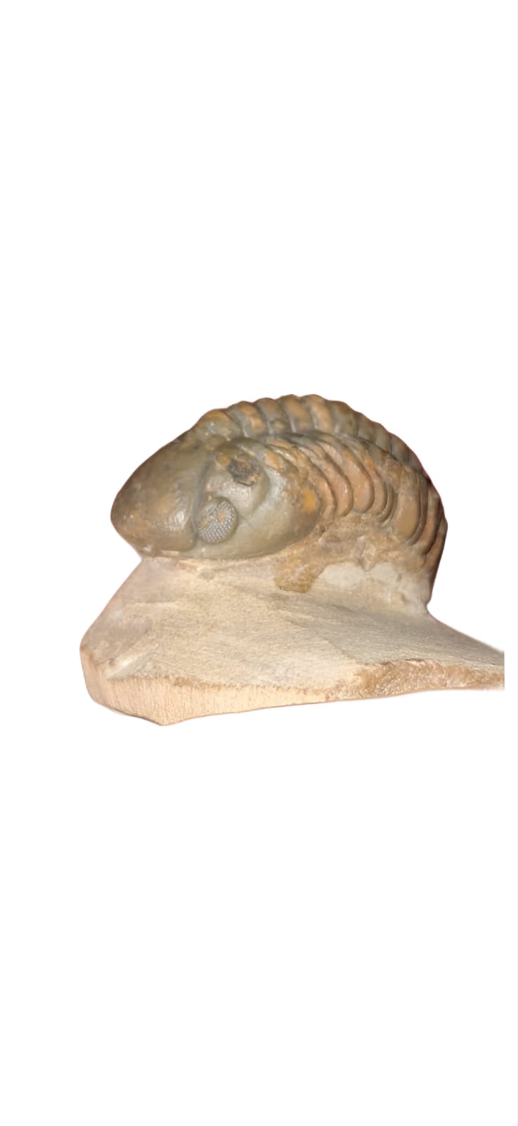 Trilobita Reedops bronni – Fóssil Devoniano de Atchana, Marrocos