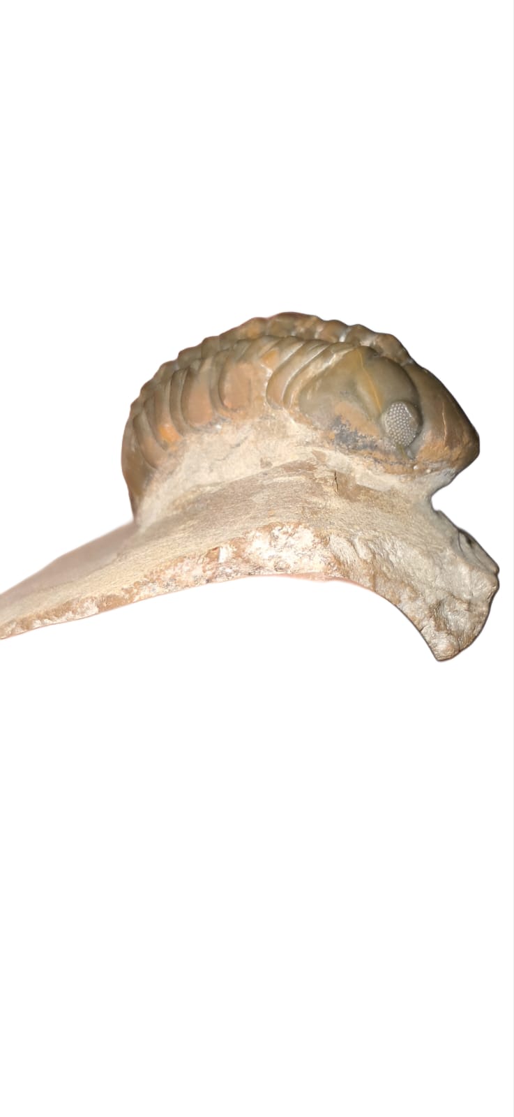 Trilobita Reedops bronni – Fóssil Devoniano de Atchana, Marrocos