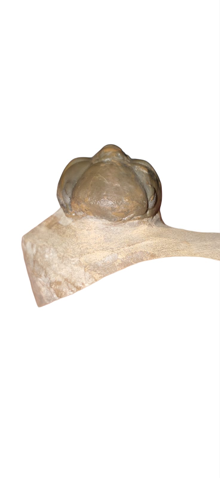 Trilobita Reedops bronni – Fóssil Devoniano de Atchana, Marrocos